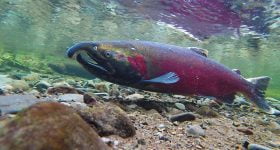 De tre beste appene for fiskere